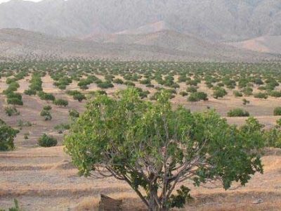 آغاز برداشت انجیر از بزرگ‌ترین انجیرستان دیم جهان