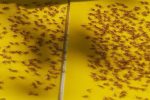 خطر طغیان آفات مگس میوه مدیترانه‌ای و انبه در کازرون