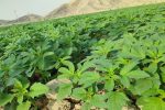 اختصاص ۷۰۰ هکتار از اراضی کشاورزی کازرون به کشت کنجد