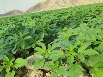 اختصاص ۷۰۰ هکتار از اراضی کشاورزی کازرون به کشت کنجد