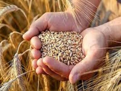 بهای جو به کشاورزان فارس پرداخت شد
