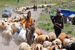 عشایر فارس ۱۵ آبان راهی قشلاق