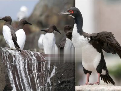 مواد منفجره با مدفوع پرنده