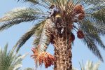 برداشت خرمای زاهدی از ۴۲۰۰ هکتار نخلستان‌های فراشبند
