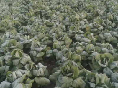 یخ زدگی مزرعه کاهو در مبارک آباد قیروکارزین