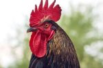 چطور خروس ها از صدای بلند خود کر نمی شوند!