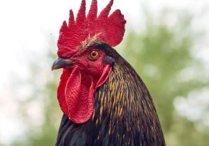 چطور خروس ها از صدای بلند خود کر نمی شوند!