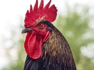 چطور خروس ها از صدای بلند خود کر نمی شوند!
