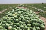 تولید 8 هزار تن هندوانه در اراضی شهرستان فراشبند