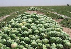 تولید 8 هزار تن هندوانه در اراضی شهرستان فراشبند