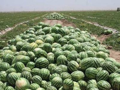 تولید 8 هزار تن هندوانه در اراضی شهرستان فراشبند