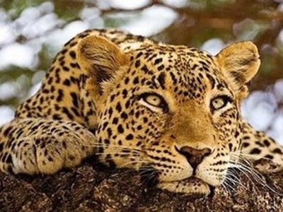 دیده شدن پلنگ ایرانی در لامرد فارس