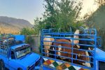 کشف دام‌های قاچاق در شهرستان رستم