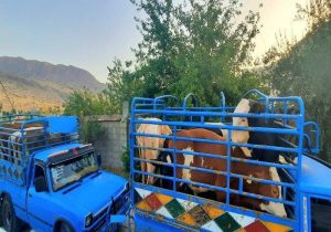 کشف دام‌های قاچاق در شهرستان رستم