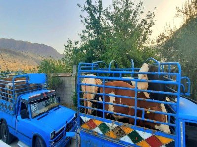 کشف دام‌های قاچاق در شهرستان رستم