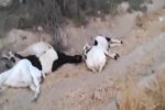 تلف شدن بیش از ۱۰۰ رأس دام پس از چرا و نوشیدن آب