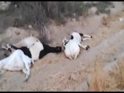 تلف شدن بیش از ۱۰۰ رأس دام پس از چرا و نوشیدن آب