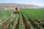 طرح کشت مستقیم ذرت برای نخستین‌بار در مزارع کازرون اجرا شد
