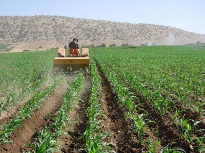 طرح کشت مستقیم ذرت برای نخستین‌بار در مزارع کازرون اجرا شد