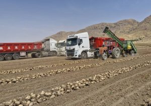 برداشت چغندرقند از زمین‌های شهرستان ممسنی