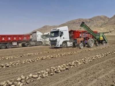 برداشت چغندرقند از زمین‌های شهرستان ممسنی