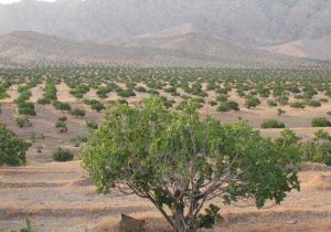 آغاز برداشت انجیر از بزرگترین انجیرستان دیم جهان