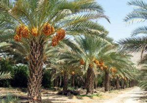 آغاز برداشت رطب و خرما از نخلستان‌های زرین دشت