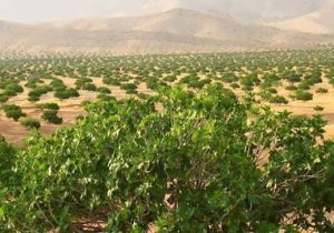 برداشت انجیر از انجیرستان‌های داراب