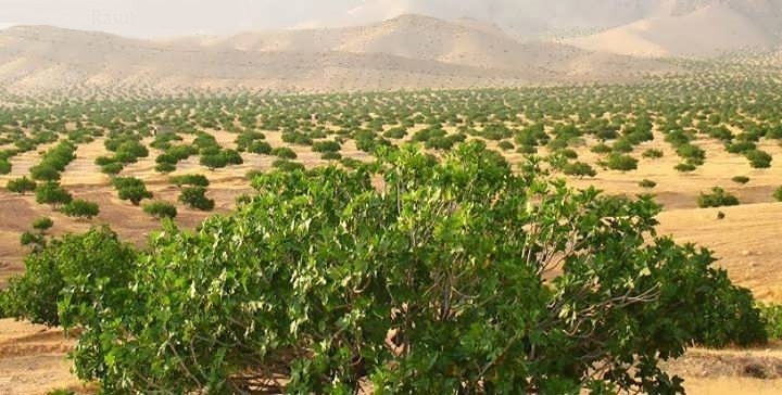 برداشت انجیر از انجیرستان‌های داراب