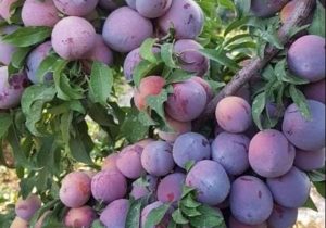درآمد زیاد باغداران از فروش آلو