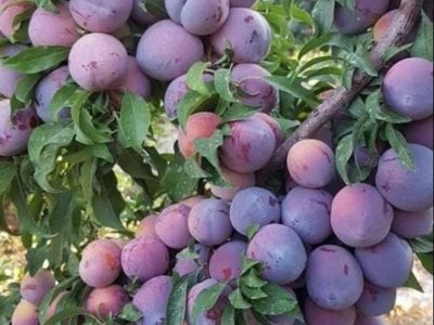 درآمد زیاد باغداران از فروش آلو