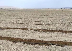 آغاز کشت گوجه فرنگی در زرین دشت
