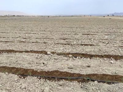 آغاز کشت گوجه فرنگی در زرین دشت