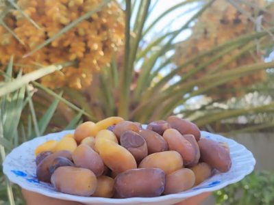 آغاز برداشت رطب درجه یک ،کازرون