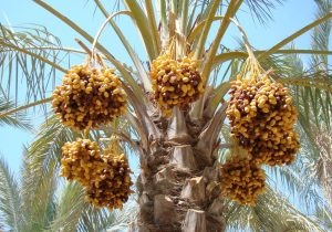 پیش بینی تولید ۵۷ هزار تُن رطب
