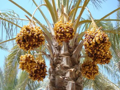 پیش بینی تولید ۵۷ هزار تُن رطب