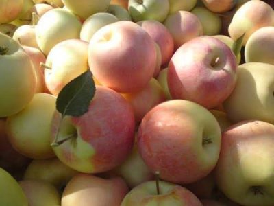 آغاز برداشت سیب درختی
