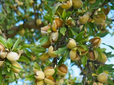 آغاز برداشت بادام در فارس