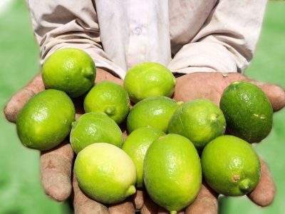 آغاز برداشت لیموترش از باغهای قیروکارزین