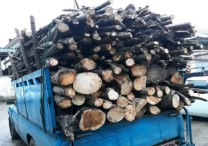 کشف چوب بلوط قاچاق