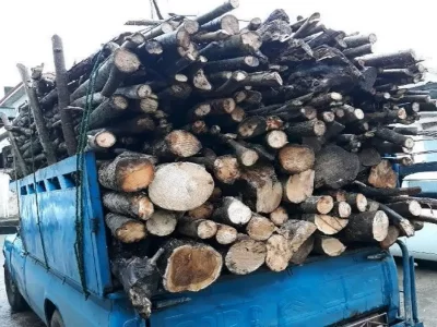 کشف چوب بلوط قاچاق