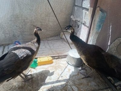 کشف ۲ طاووس هندی از یک شکارچی متخلف در قیروکارزین