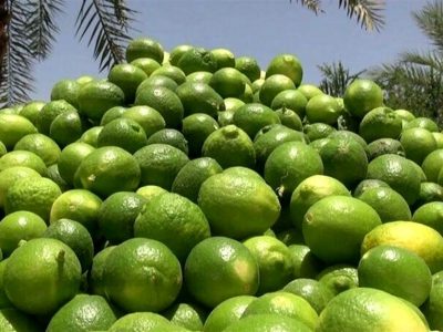 آغاز برداشت لیموترش جهرم