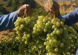 برگزاری جشنواره انگور در شهرستان ممسنی