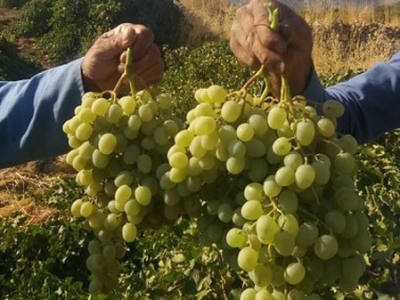 برگزاری جشنواره انگور در شهرستان ممسنی