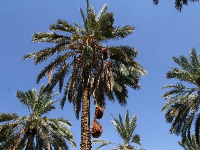 آغاز برداشت خرما از نخلستانهای جهرم