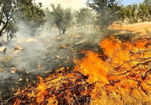 آتش در ارتفاعات روستای مال محمود ممسنی مهار شد