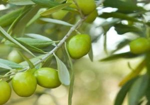 پیش بینی تولید ۱۶ هزار تن زیتون در فارس