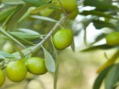 پیش بینی تولید ۱۶ هزار تن زیتون در فارس