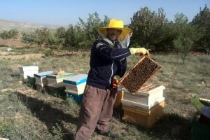 آغاز طرح سرشماری از زنبورستان‌های فارس